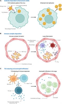 Vaccine-associated enhanced disease in humans and animal models: Lessons and challenges for vaccine development